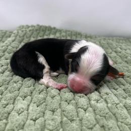 Sherbet (fluffy) - Black and tan male Pembroke Welsh Corgi puppy in Waco, Texas from The Comma Corgis