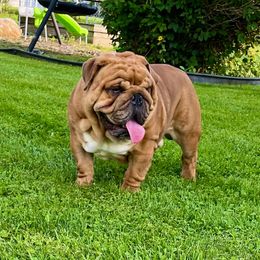 Rafa - Bulldog