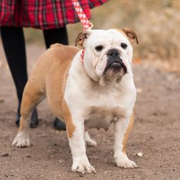 Ruby - Bulldog