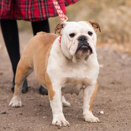 Ruby - Bulldog