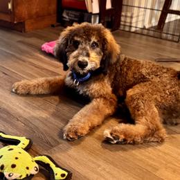 Ranger - Phantom male Bernedoodle puppy in Yarnell, Arizona from Boulder Mountain Doodles