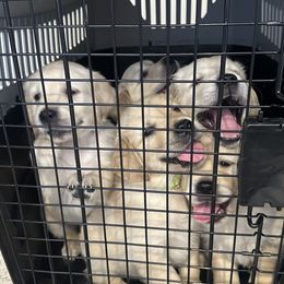 Golden Retriever Puppies from Loposky Goldens