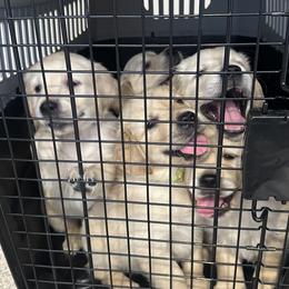 Golden Retriever Puppies from Loposky Goldens