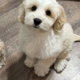 Australian Labradoodle Puppies from Grand Peaks Labradoodles