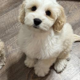 Australian Labradoodle Puppies from Grand Peaks Labradoodles