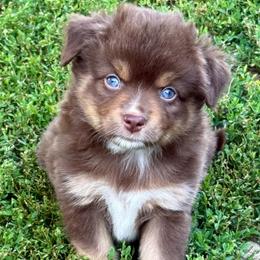 Carrot - Red tri female Miniature Australian Shepherd puppy in Mc Lean, Illinois from Kickapoo Creek Toy & Mini Aussies