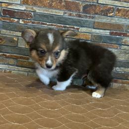 Boy 2 - Black and tan male American Corgi puppy in Visalia, California from VIP Stables