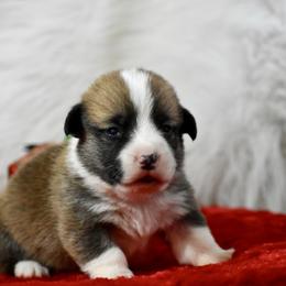 Ralphie - Sable male Pembroke Welsh Corgi puppy in Gober, Texas from Trigger Time Kennels