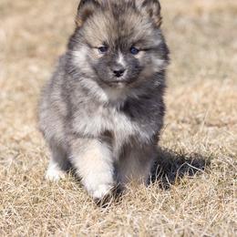 Pomsky Puppies from New World Pomskies