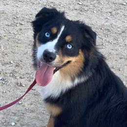 Ivy - Miniature Australian Shepherd