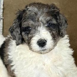 Zach - male Newfypoo puppy in San Antonio, Texas from Mammoth Doodles