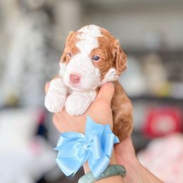 Kaz - Brown and white male Bernedoodle puppy in Ontario, California from Teddy Doodles & Standard Poodles