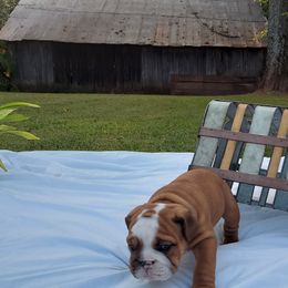 Bulldog Puppies from Flobama English Bulldogs