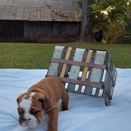 Bulldog Puppies from Flobama English Bulldogs