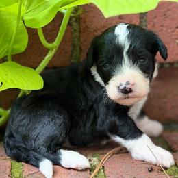 Skipper - Black and white male Bernedoodle puppy in Russellville, Arkansas from Crossgate Doodles