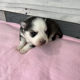Le Fleur - Black and white female Pomsky puppy in Krum, Texas from Paw-Some Pomskies