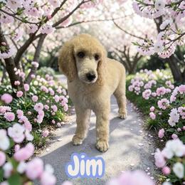 Jim - Cream male Poodle puppy in Port Orange, Florida from Daytona’s Standard Poodles