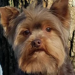 Mindy - Yorkshire Terrier