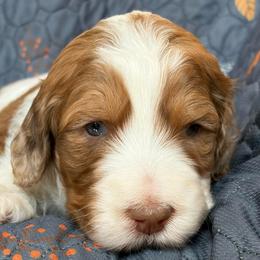 Audri - female Newfypoo puppy in San Antonio, Texas from Mammoth Doodles