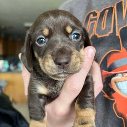 Texas - Chocolate and tan female Dachshund puppy in Greasy, Oklahoma from 4E Dachshunds