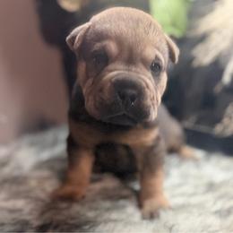 Marvel - Brown sable male Chinese Shar-Pei puppy in Lehigh Acres, Florida from Florida Wrinkles