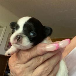 Miles - Black and white male Chihuahua puppy in Red Bluff, California from Aye Chihuahua