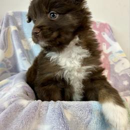 Hannah - Red & white female Miniature Australian Shepherd puppy in Mount Airy, Georgia from North Georgia Gems