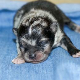 Boy 1 - Blue merle male Pomeranian puppy in Bremen, Indiana from AMS Pomeranians and Pomskies in Indiana