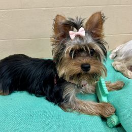 Lucy - Yorkshire Terrier