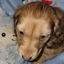 Snowflake.  (Non Dapple) - Sable female Dachshund puppy in Terlton, Oklahoma from CLARK'S BREEDING PROGRAM