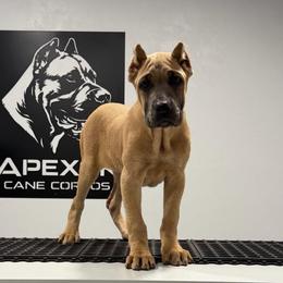 Female 1 - Gray and fawn female Cane Corso puppy in Cashion, Oklahoma from APEXOK Cane Corsos