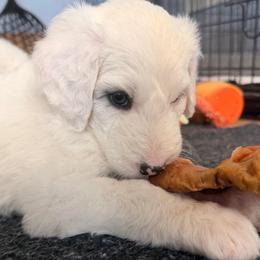 Faith - Blue merle and white female Sheepadoodle puppy in Vernonia, Oregon from Life Unleashed Farm