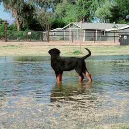 Rottweiler Puppies from Gottlïchen Rottweilers
