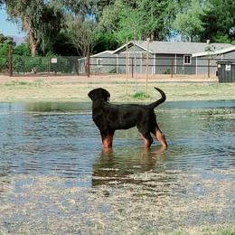 Rottweiler Puppies from Gottlïchen Rottweilers