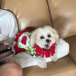 Morkie and Shorkie Puppies from Lil Luxe Pups