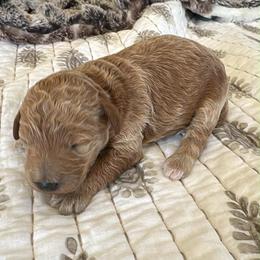 Boy 3 - Red  male Goldendoodle puppy in Bucyrus, Missouri from Hill Top Pomskies
