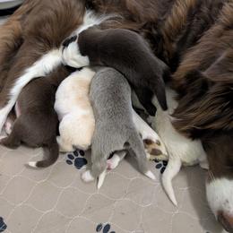 Border Collie puppies from Double4farms