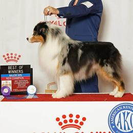 Australian Shepherd puppies from Dovehawk Australian Shepherds