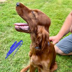 Mr Blue - Mahogany male Irish Setter puppy in Leslie, Arkansas from Shakarri Irish Setters