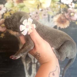 Caratappi - Blue brindle female Great Dane puppy in Lehigh Acres, Florida from Florida Wrinkles