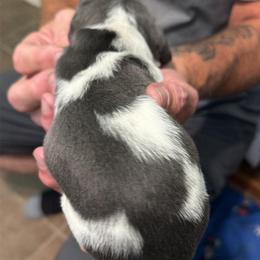 Stormy - Chocolate male Dachshund puppy in Harrison, Arkansas from Pyatts Doxies