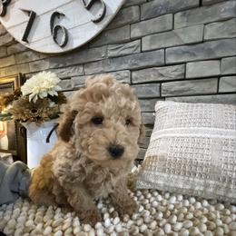 Jax - Cream male Goldendoodle puppy in Hackleburg, Alabama from The Doodle Patch