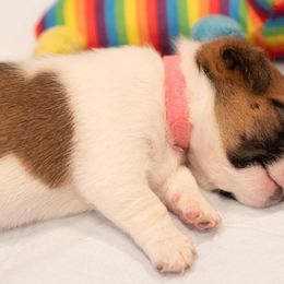 Golden Retriever and Jack Russell Terrier Puppies from Shelby Burleson's Golden Retrievers and Jack Russell Terriers