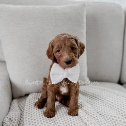 Tigger - Red  male Goldendoodle puppy in Roanoke Rapids, North Carolina from Sweeter than Honey Doodles