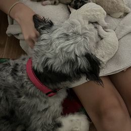 Aussiedoodle Puppies from Creek Bend Farm