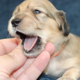 Yellowstone (Orange Band) - Cream male Dachshund puppy in Raleigh, North Carolina from McLovin Doxies