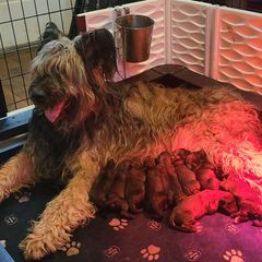 Briard puppies from Honey Bee Hill