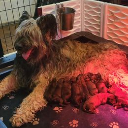 Briard puppies from Honey Bee Hill