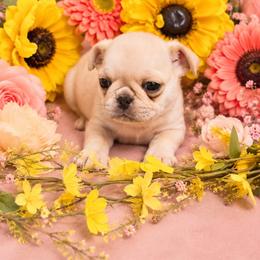 Cream Girl - Cream female Pug puppy in Tulsa, Oklahoma from Locust Creek Pugs & Japanese Chin's