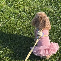 Poodles from TTpoodle